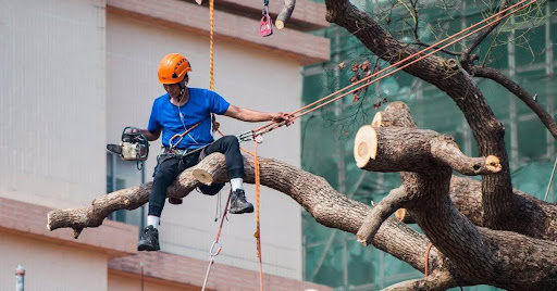 Finding the Right Tree Cutting Service Near Me: Melbourne’s Trusted Tips