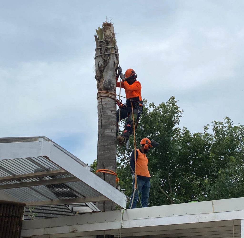 Tree Removals