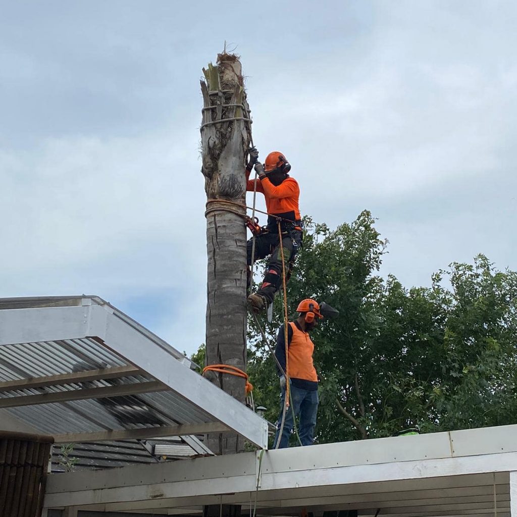 Tree Removals